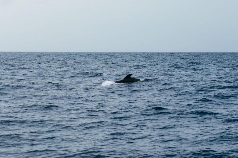 Costa Adeje: Whale & Dolphin Eco-Cruise with Snacks & Drinks - Who Should Consider This Tour?