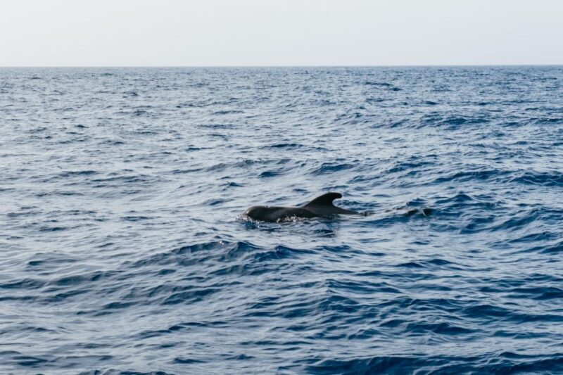 Costa Adeje: Whale & Dolphin Eco-Cruise with Snacks & Drinks - Final Thoughts