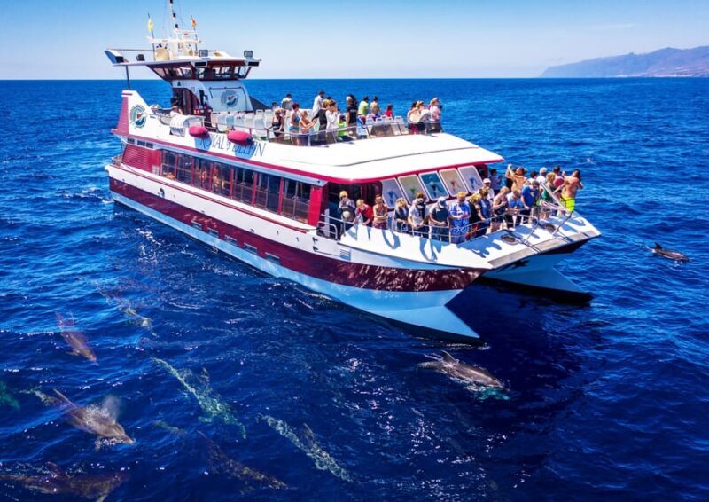 Costa Adeje: Whale & Dolphin Submarine Vision Mini Cruise - An In-Depth Look at the Whale & Dolphin Submarine Vision Mini Cruise