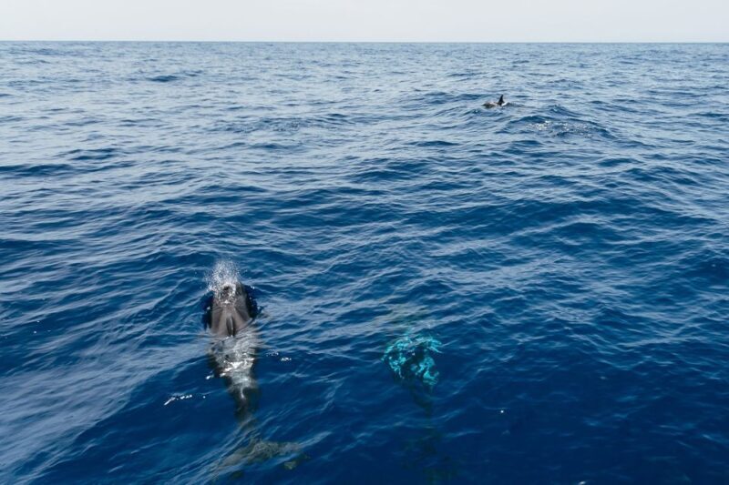 Costa Adeje: Whale Watching Catamaran Tour with Drinks - An In-Depth Look at the Tour