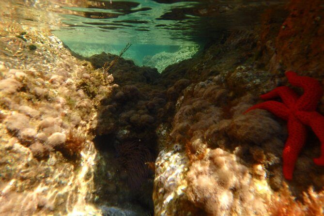Costa Brava Day Adventure: Kayak, Snorkel & Cliff Jump with Lunch - Who Is This Tour Best For?