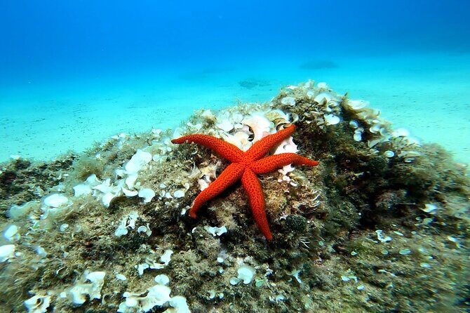 Costa Brava: Scuba Diving Tour, Lunch and a Visit to Tossa de Mar - FAQ