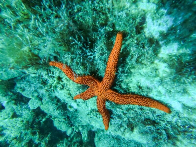 Costa Brava: Sea Caves Kayaking and Snorkeling Tour - Why Travelers Love This Tour