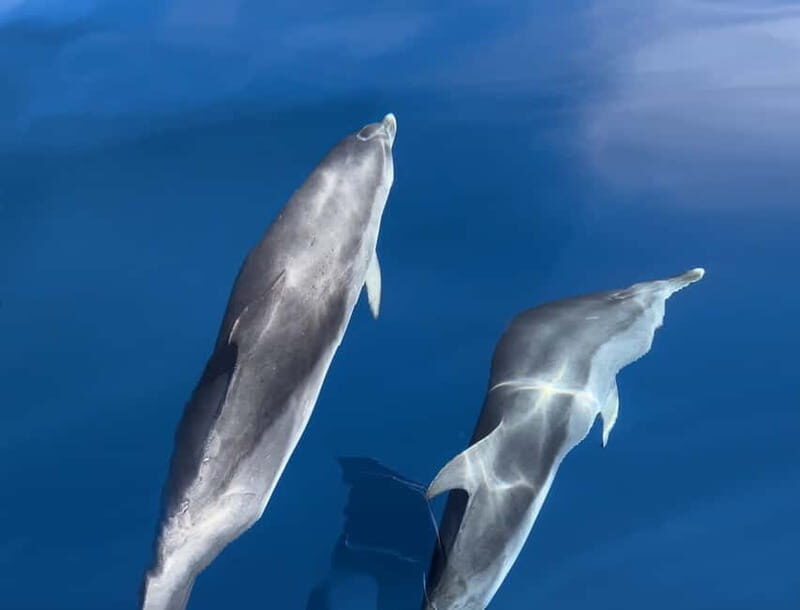 Costa Calma: Fuerteventura Dolphin Watching Boat Tour - Who Should Consider This Tour?