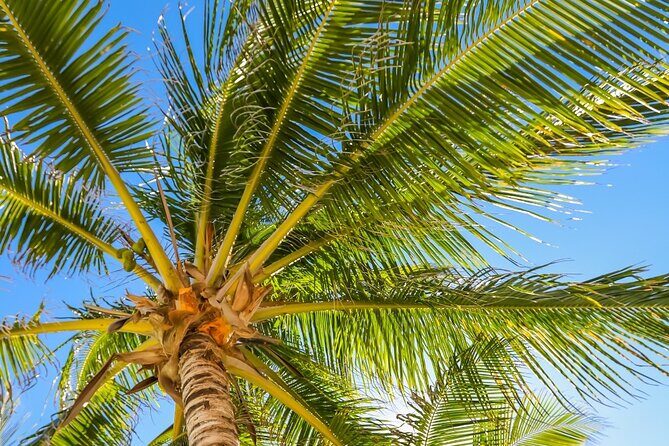 Costa Maya Chacchoben Mayan Ruins & Mexican Lunch at the Beach - Authentic Reviews: What Travelers Really Say