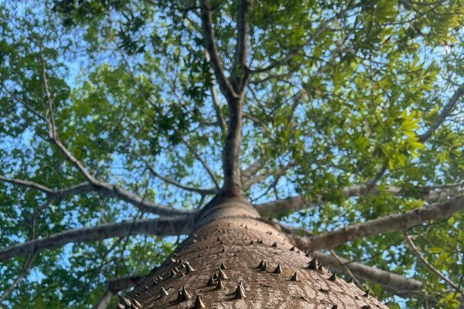 Costa Maya Chacchoben Ruins and the Fruit Market - FAQ