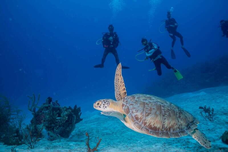 Costa Maya: Discover Scuba Diving Reef Experience - Discover the Underwater World in Costa Maya: A Beginners Scuba Adventure