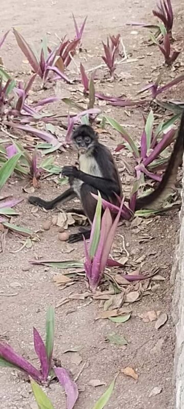Costa Maya Port: Chacchoben Mayan Temples, crossing the Pineapple Town - In-Depth Review of the Chacchoben Tour from Costa Maya