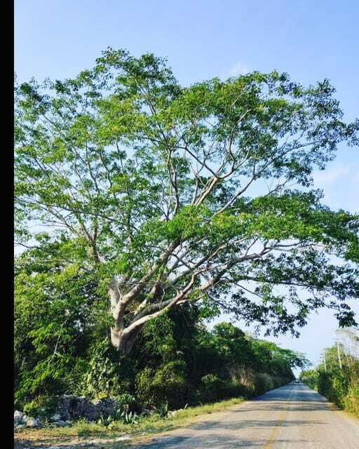 Costa Maya Port: Chacchoben Mayan Temples, crossing the Pineapple Town - FAQ