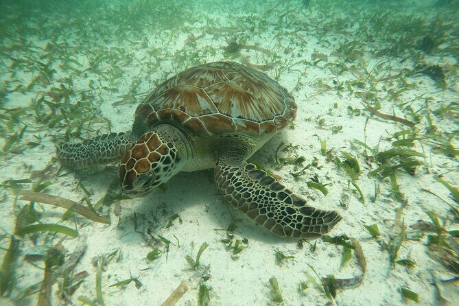 Costa Maya, snorkeling on the reef with fish, looking for turtles - What the Experience Looks Like