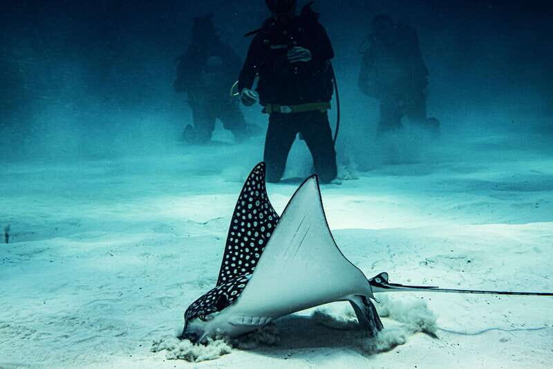 Costa Maya: Two Tank Fun Dive for Certified Divers - Frequently Asked Questions