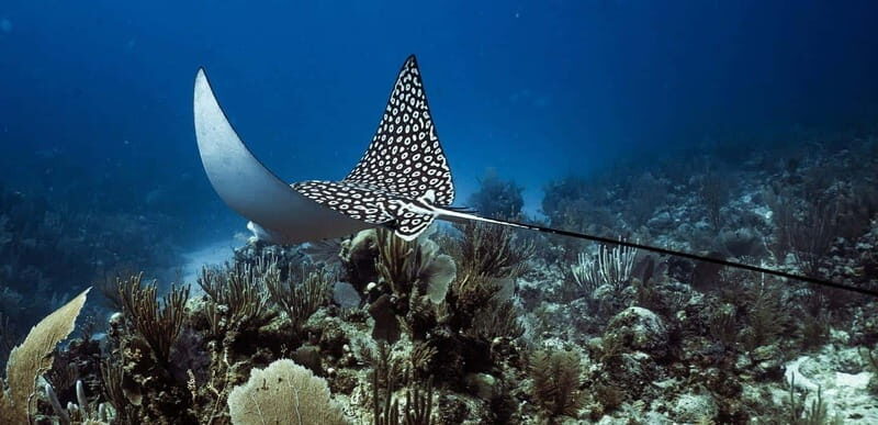 Costa Maya: Two Tank Fun Dive for Certified Divers - Final Thoughts