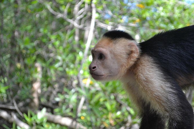 Costa Rica Mangrove Monkey Tour - Exploring the Costa Rica Mangrove Monkey Tour: An Authentic Wildlife Adventure
