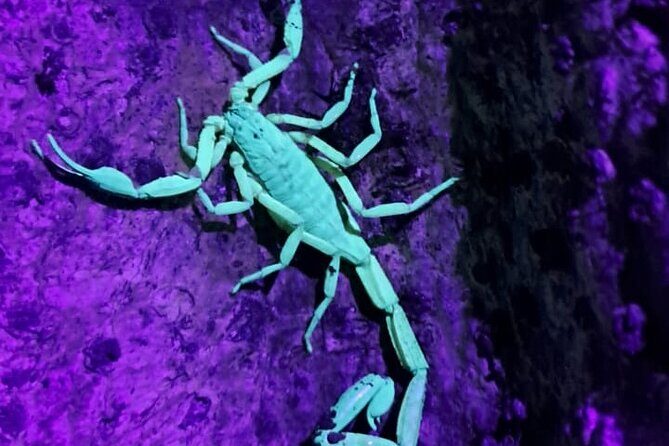 Costa Rica Night Walk Tour - Who Should Book This Tour?