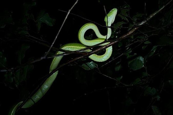 Costa Rica Night Walk Tour - FAQs About the Costa Rica Night Walk Tour