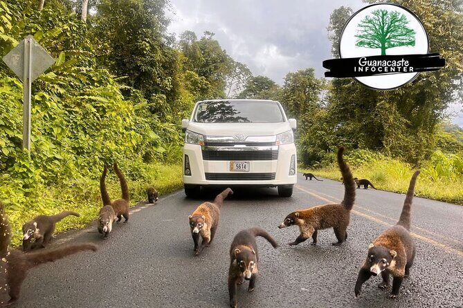 Costa Rica Private LIR Airport Arrival Transfer - Detailed Breakdown of the Experience