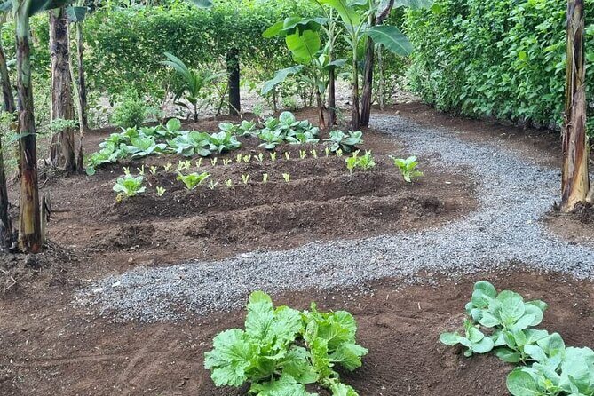 Costa Rica The Chela Cooking Experience - Why This Tour Impresses