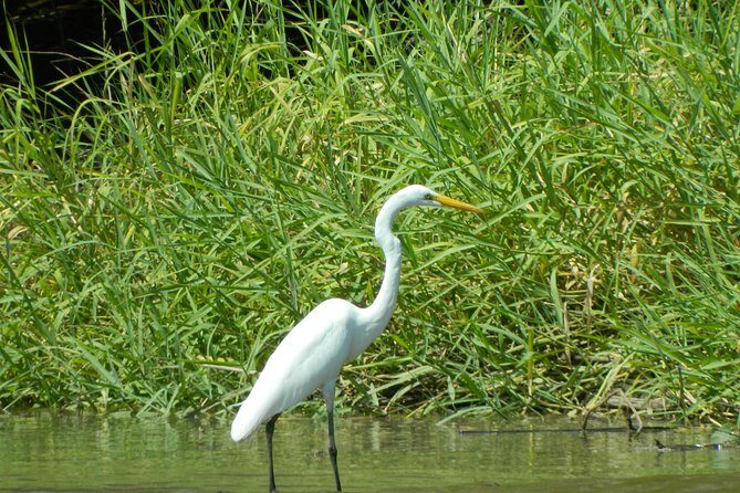 Costa Rican Wildlife: Palo Verde National Park Private Tour - Who Should Book This Tour?