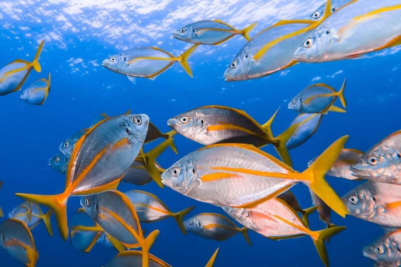 Costa Teguise: Guided 2-hour Snorkeling Tour for all levels - Key Points