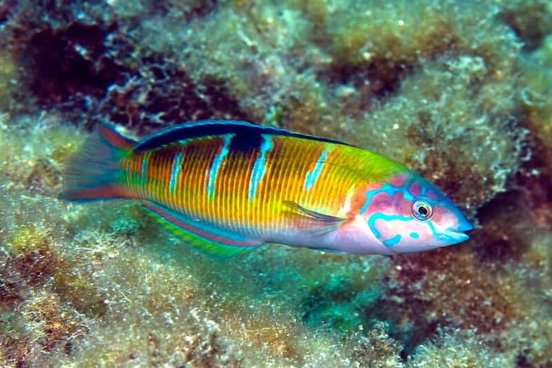 Costa Teguise: Guided 2-hour Snorkeling Tour for all levels - An In-Depth Look at the Costa Teguise Snorkeling Experience