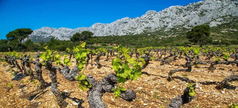Coteaux d'Aix: Ste Victoire Wine Tour & Cezanne route - Real Traveler Perspectives