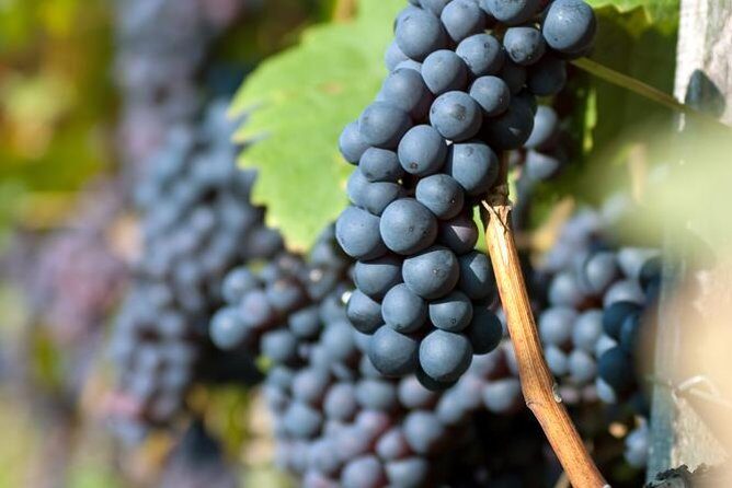Countryside Half-day Wine Tour near Budapest with Meal and Pickup - FAQ