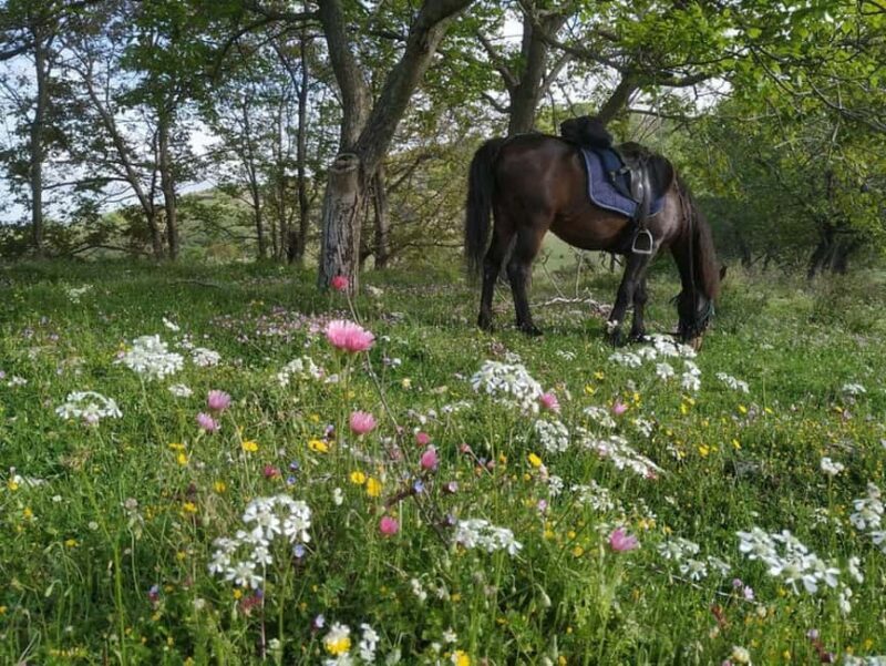 Countryside Horseback Ride in Gjinofshat - Countryside Horseback Ride in Gjinofshat: A Genuine Albanian Rural Adventure
