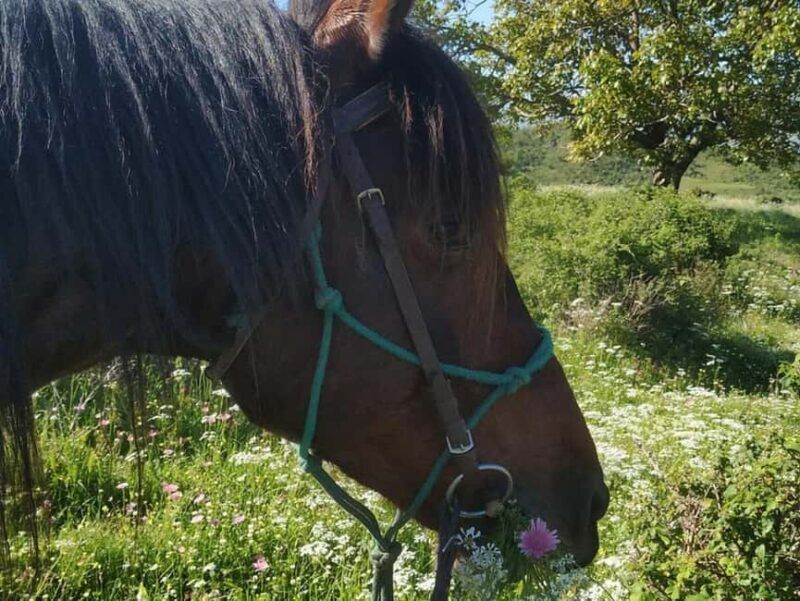 Countryside Horseback Ride in Gjinofshat - Authenticity and Value for Money