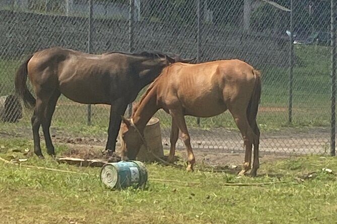 Countryside Horseback Riding in Hills of Trelawny - Countryside Horseback Riding in Hills of Trelawny