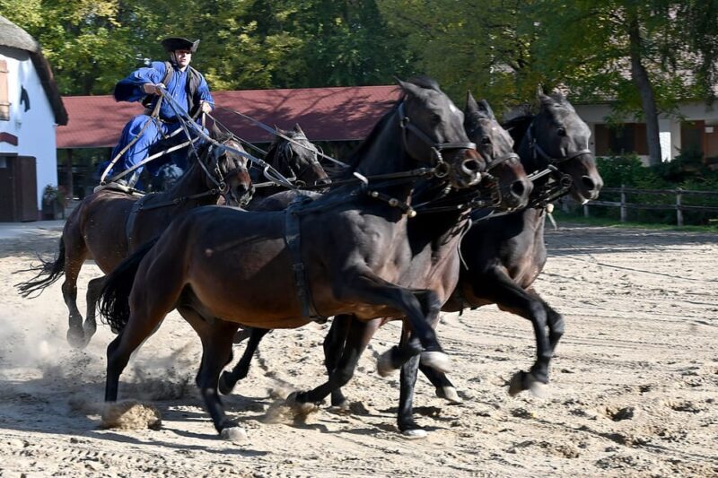 Countryside ranch, horse show & lunch - Countryside Ranch, Horse Show & Lunch: A Genuine Taste of Hungarian Rural Life