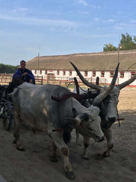 Countryside ranch, horse show & lunch - Key Points