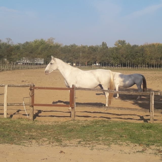 Countryside ranch, horse show & lunch - Who Will Love This Tour?