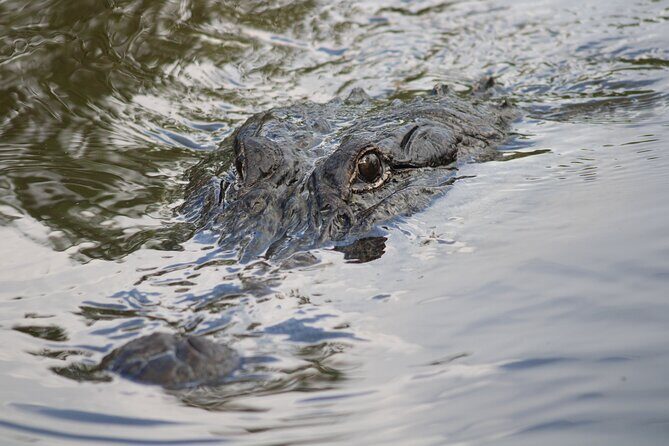 Covered Boat Swamp Tour with Transportation from New Orleans - A Closer Look at the Covered Boat Swamp Tour with Transportation from New Orleans