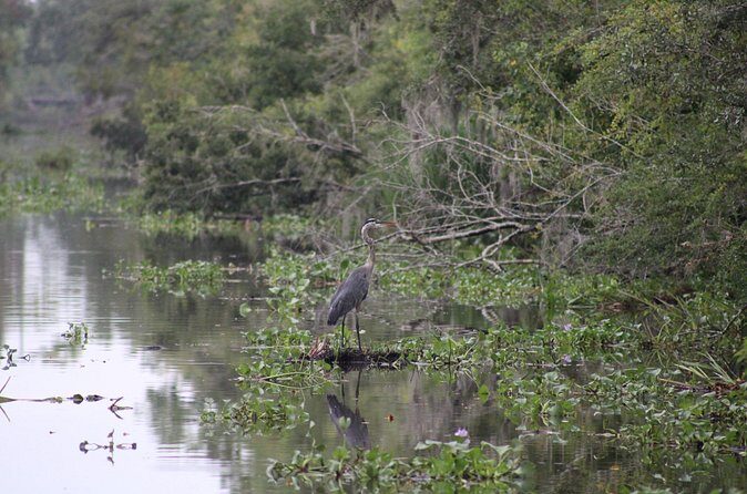 Covered Boat Swamp Tour with Transportation from New Orleans - FAQ