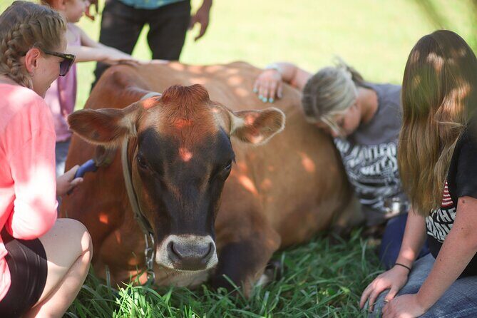 Cow Cuddles Moo Moo Bovine Therapy - A Heartfelt Encounter with Rescue Cows in Michigan