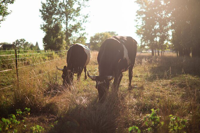 Cow Cuddles Moo Moo Bovine Therapy - Exploring the Experience in Detail