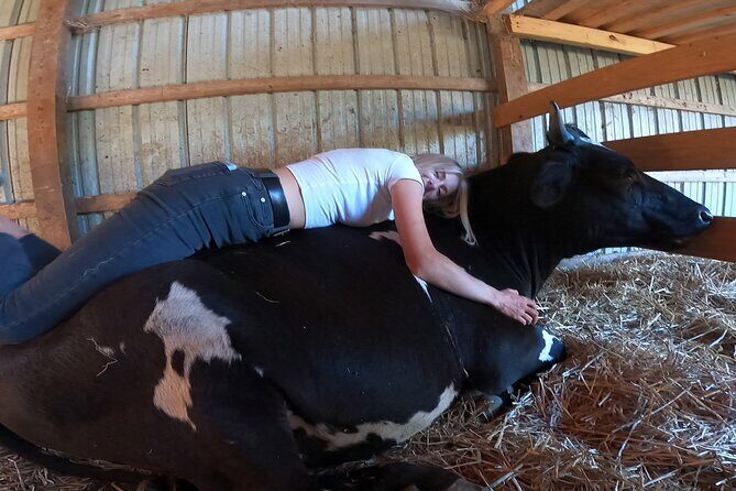 Cow Cuddles Moo Moo Bovine Therapy - Final Thoughts: Who Should Sign Up?