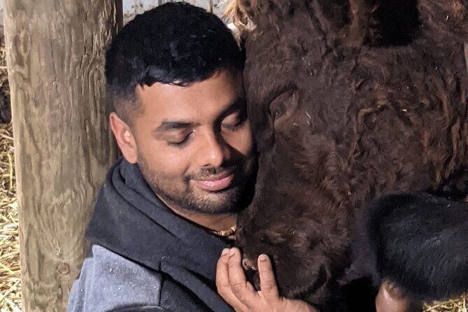 Cow Cuddles Moo Moo Bovine Therapy - Frequently Asked Questions