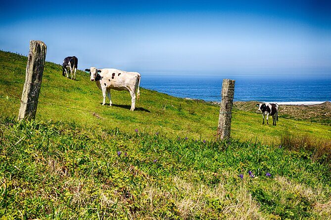 Cow Heaven: A Self-Guided Driving Tour from Point Reyes Seashore to Tomales - Exploring West Marin: Cow Heaven Self-Guided Driving Tour from Point Reyes to Tomales