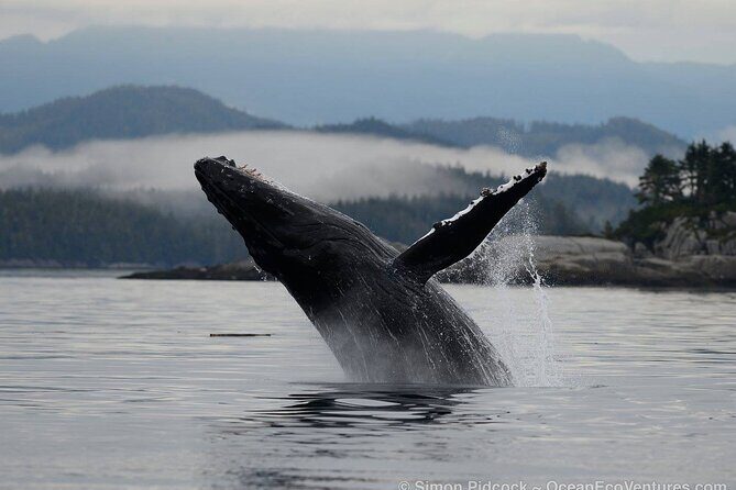 Cowichan Bay Half Day Whale & Wildlife Adventure - In-Depth Review: What to Expect on the Cowichan Bay Wildlife Tour