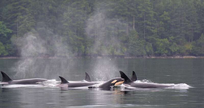 Cowichan Bay: Half-Day Whale & Wildlife Adventure - Discovering the Cowichan Bay: Half-Day Whale & Wildlife Adventure