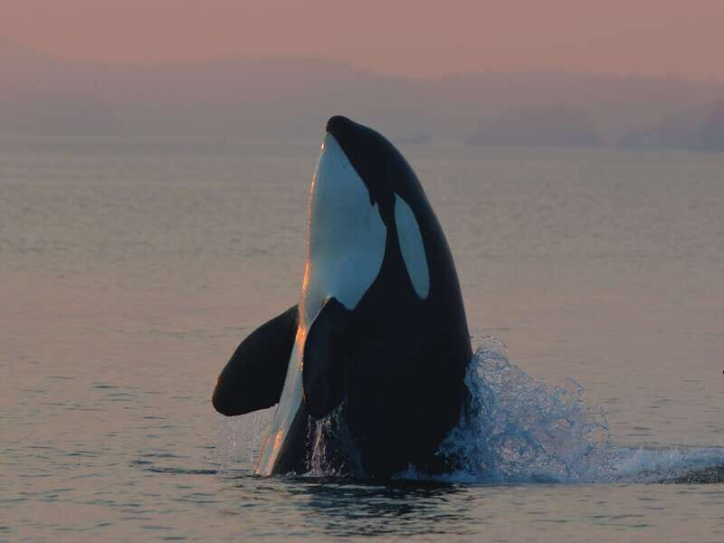Cowichan Bay: Half-Day Whale & Wildlife Adventure - Why This Tour Stands Out