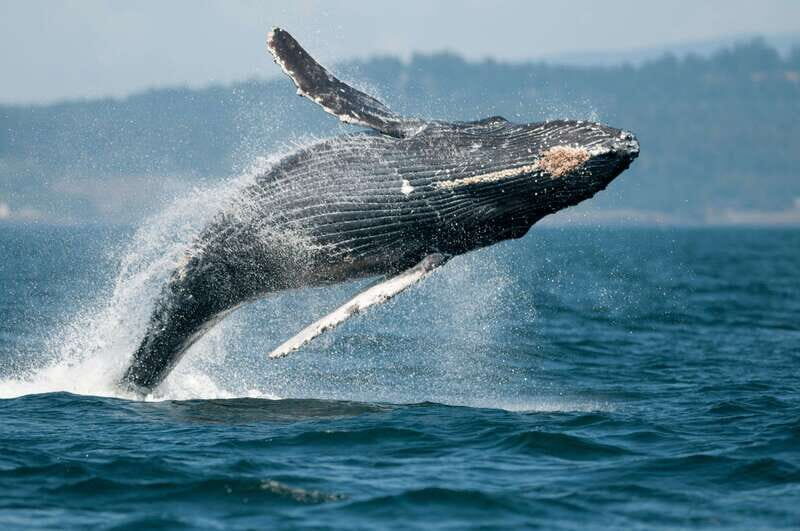 Cowichan Bay: Half-Day Whale & Wildlife Adventure - Pricing and Value