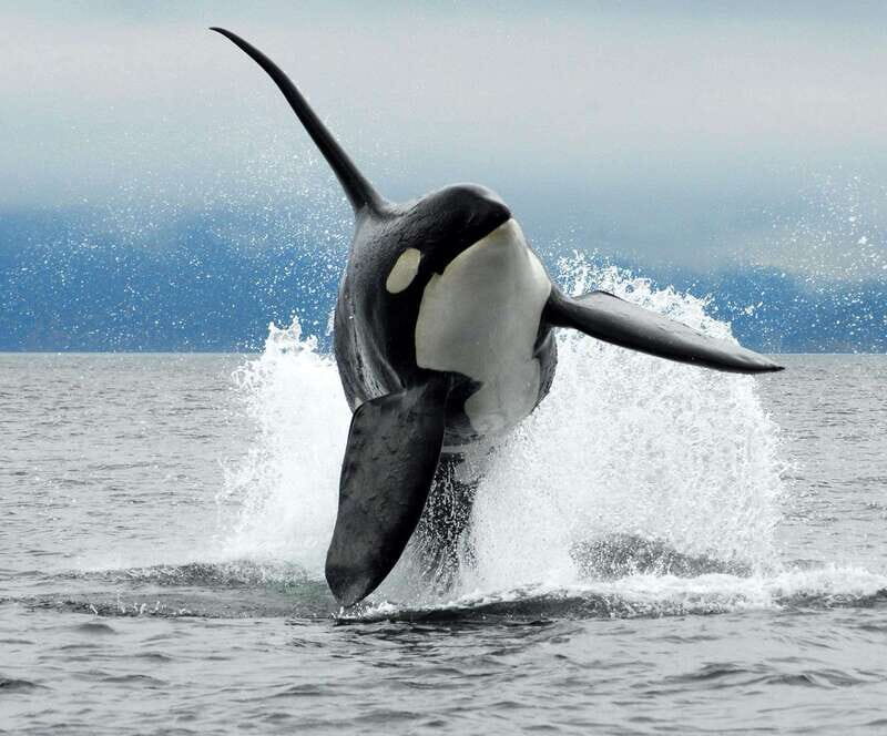 Cowichan Bay: Half-Day Whale & Wildlife Adventure - Who Will Love This Tour