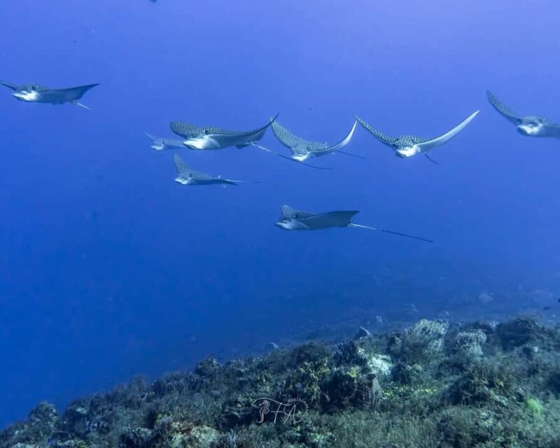 Cozumel: 2-Tank Dive, Eagle Ray Wall for Certified Divers - Key Points