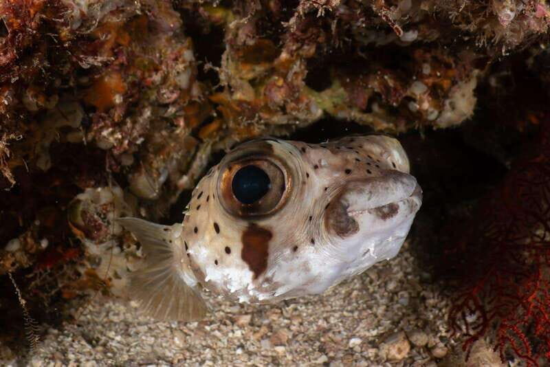Cozumel Discover Scuba Diving from boat - Why We Think This Tour Works Well