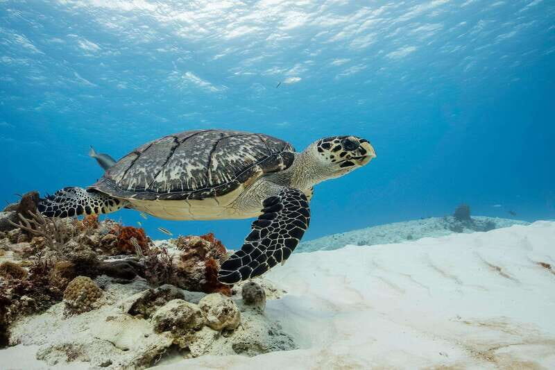 Cozumel Discover Scuba Diving from boat - A Deep Dive into the Experience