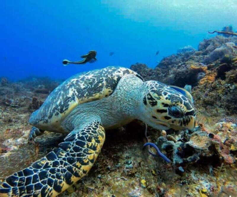 Cozumel: Discover Scuba Diving - Cozumel: Discover Scuba Diving — An Authentic Underwater Adventure