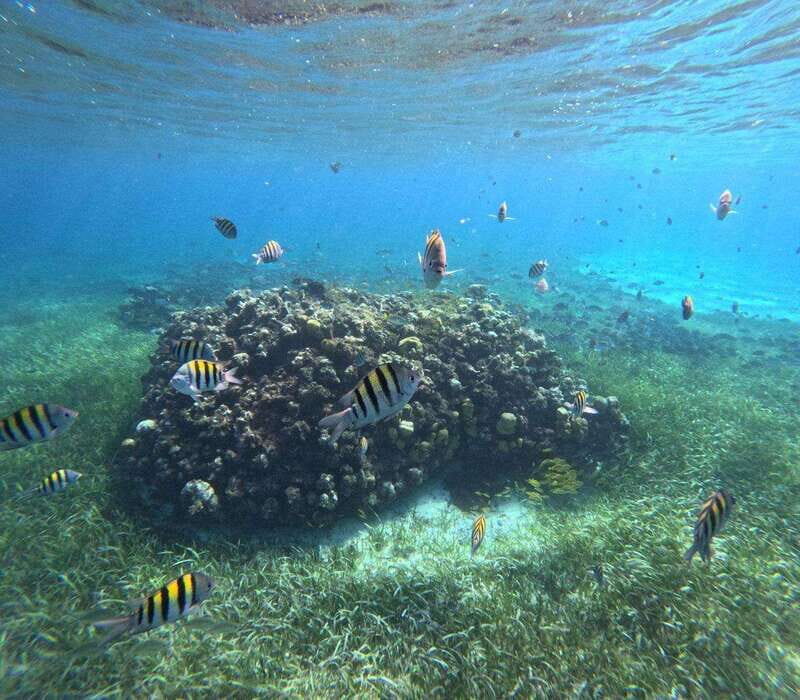 Cozumel, El Cielo: 4-Hour Private Tour - An In-Depth Look at the Private Cozumel Tour