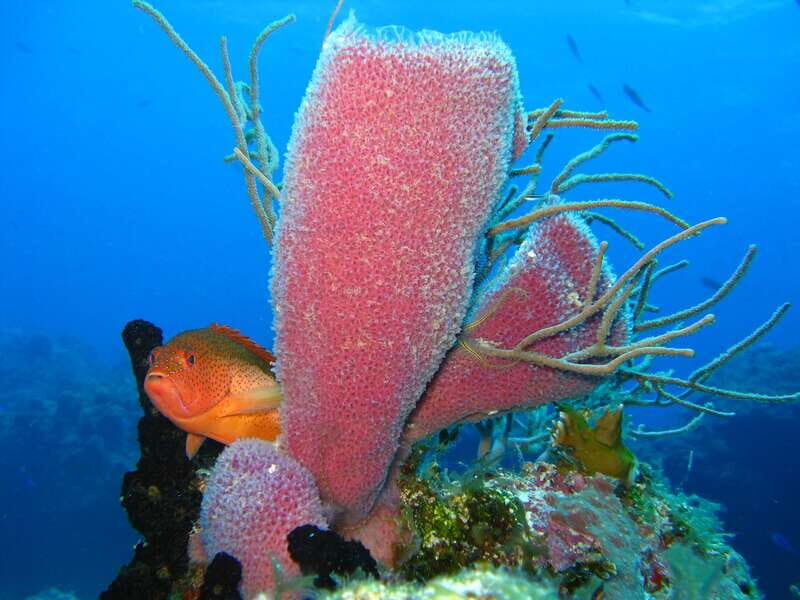 Cozumel: El Cielo & Palancar Snorkel with Open Bar & Ceviche - Are There Any Drawbacks?
